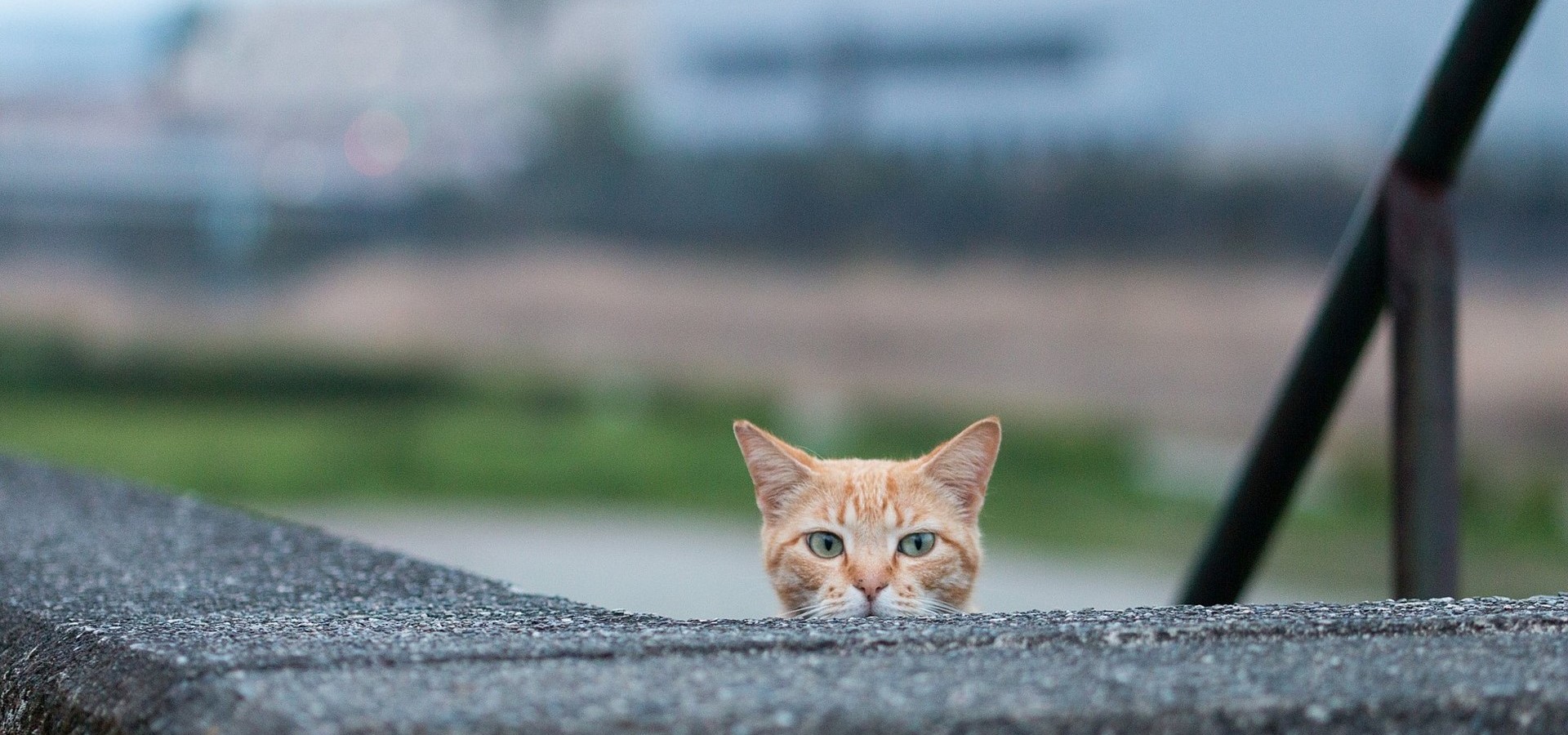 イメージ画像_猫